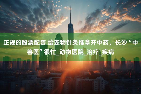 正规的股票配资 给宠物针灸推拿开中药，长沙“中兽医”很忙_动物医院_治疗_疾病