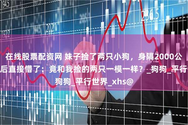 在线股票配资网 妹子捡了两只小狗，身隔2000公里的网友看后直接懵了：竟和我捡的两只一模一样？_狗狗_平行世界_xhs@