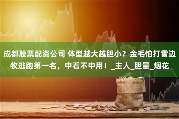 成都股票配资公司 体型越大越胆小？金毛怕打雷边牧逃跑第一名，中看不中用！_主人_胆量_烟花